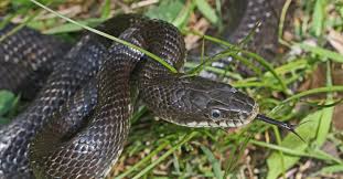 Some other snakes such as rattlesnakes may actually die. Biopgh Blog Eastern Black Rat Snake Phipps Conservatory And Botanical Gardens Pittsburgh Pa