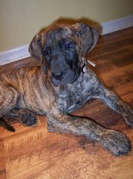 How much does a great dane cost? Brindle Great Dane Puppies Petsidi