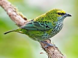 Image result for Mystacidium tanganyikense