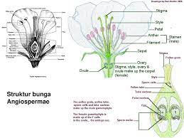 Jual wallpaper sticker bunga hitam putih di lapak kenkha shop. Bunga Flos Hery Purnobasuki Ppt Download