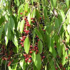 Image result for Prunus serotina