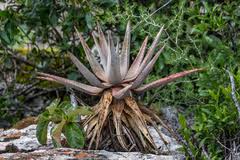 Image result for Aloe luapulana