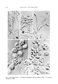 Image result for Leucosphaera