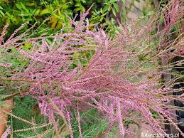 Image result for Grona ramosissima