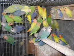 Parakeets For Sale African Lovebirds For Sale Bacolod Philippines Free Classifieds African Lovebirds Bird Pictures Love Birds