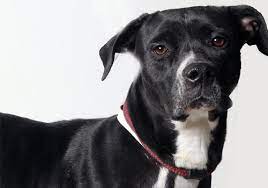 Maybe you would like to learn more about one of these? Franklin County Animal Care And Control Home