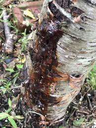 Ask A Question Forum Weeping Cherry Blossom Tree Leaking Sap Garden Org