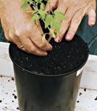 Comment Faire Germer Noyaux Et Pepins Pour Faire Pousser Des Fruits Tout Pratique Cultiver Des Tomates Planter Des Tomates Cerises Graine De Tomate