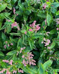 Image result for Indigofera demissa
