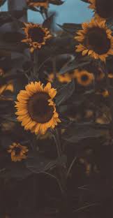 Check spelling or type a new query. Sunflower Iphone Wallpaperiphone Wallpaper 100 Awesome Iphone Wallpaper To Download Sunflower Iphone Wallpaper Sunflower Wallpaper Aesthetic Iphone Wallpaper