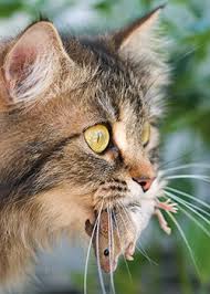 Vers chat desinfecter la maison. Les Vers Du Chat Vetodome