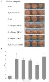 Jock jams volume 3 ( torrents). Forests Free Full Text Biocontrol Of Fusarium Circinatum Infection Of Young Pinus Radiata Trees Html