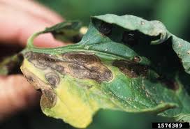 Image result for tomato seedling early blight