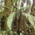 Image result for Asplenium hypomelas