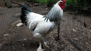 How big brahma chickens get. About Brahma Chickens Giant Chickens With Feathered Boots
