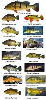 Guide To Gamefish Of The Amazon Basin Other Peacock Bass