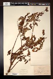 Image result for Butomopsis