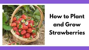 While you can grow in containers, it may shorten the lifespan of the plant. Must Know Tips For Planting And Growing Strawberries For A Bumper Crop Together Time Family