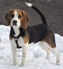 Beagle American Kennel Club Beagle Dog Breed Beagle Dog Dog Breeds Pictures