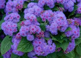 We did not find results for: Daftar Nama Bunga Gambar Bunga Cantik Indah Unik Dan Langka Lengkap Dengan Penjelasannya Kumpulan Macam Macam Plants Hydrangea Care Flower Picture Frames