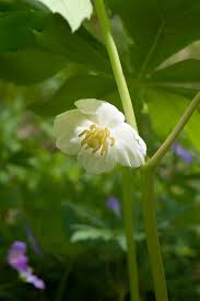 Image result for Podophyllum  peltatum