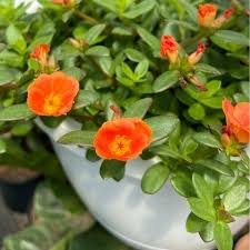 Image result for Portulaca foliosa