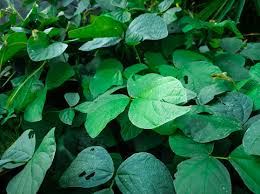 Image result for Calopogonium mucunoides