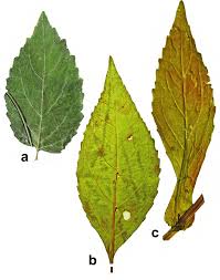 Image result for Phrymaceae