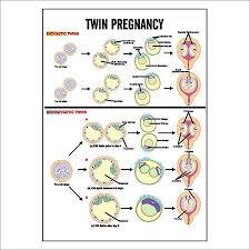 Twin Pregnancy Chart Biolab India No 162 Rijin Villa