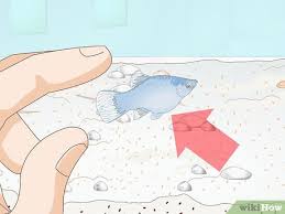 Ultimate Platy Fish Care Guide: Food, Parameters, Tank