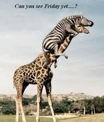 Check spelling or type a new query. Meme Amp