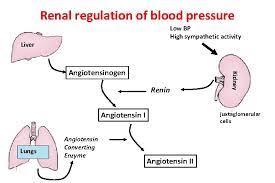 Anatomy and physiology of blood pressure why regulating blood pressure is so important factors that affect the functioning of the baroreceptor reflex regulation of the blood pressure is a vital physiological process enabling the body to respond to immediately changing demands such as 'fight or flight', or resting the physiology of blood Cardiovascular Block Arterial Blood Pressure Its Regulation Dr