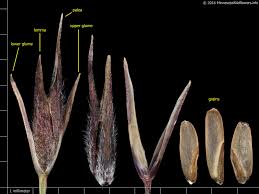 Image result for Sporobolus