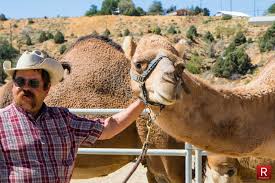 Don't miss this unique event. Virginia City S Camel And Ostrich Races This Weekend