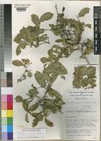 Image result for Diospyros squarrosa