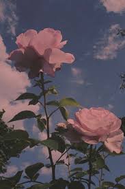 Aesthetic Sky Flowers Nature Background Rose Photography Https Weheartit Co Cute Flower Wallpapers Flower Iphone Wallpaper Aesthetic Pastel Wallpaper