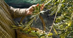 zeytin ağacı ile ilgili görsel sonucu