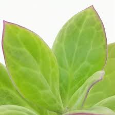 Image result for Kleinia abyssinica