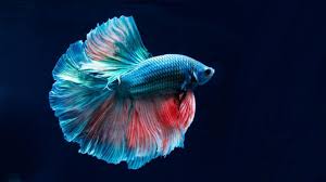 Siamese Fighting Fish Care Facts Diet Tank Mates And Breeding Betta Fish Types Betta Fish Siamese Fighting Fish