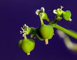 Image result for Euphorbia graminea