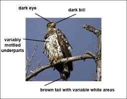 Much more often, eagle shootings are deliberate. Description Of Bald Eagle