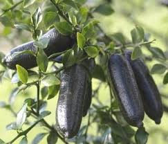 Citron Caviar Recherche Google Fruit Plants Organic Plants Organic Fruit