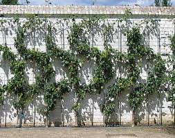 The fruit trees that take up the least space are certainly the various rigidly trained and shaped forms: Espalier Wikiwand