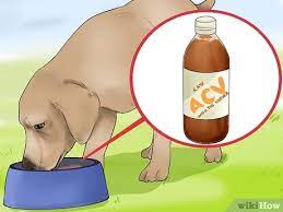 Appelazijn Gebruiken Bij Honden Wikihow