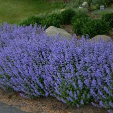 All shade is not the same. The Best Purple Perennials Plants And Flowers Hgtv