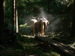 Free Images Tree Nature Forest Wilderness Sunlight Wildlife Jungle Wood Work Horses Rainforest Woodland Habitat Haflinger Natural Environment Wood Back 3648x2736 779187 Free Stock Photos Pxhere
