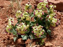 Image result for Cryptolepis apiculata