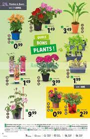 catalogue lidl du 29 avril au 05 mai 2020 catalogues promos bons plans economisez anti crise fr lidl geranium zonal catalogue
