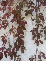 Image result for Parthenocissus quinquefolia