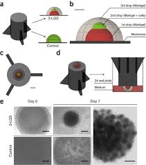 Xxiii xxiv japan 2018 : Use Of A Three Layer Gradient System Of Cells For Rat Testicular Organoid Generation Nature Protocols